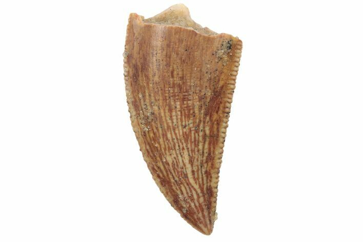 Serrated, Raptor Tooth - Real Dinosaur Tooth #189183
